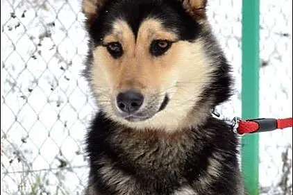 Roczna Reja w typie husky :)