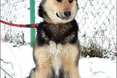 Roczna Reja w typie husky :)