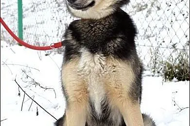 Roczna Reja w typie husky :)