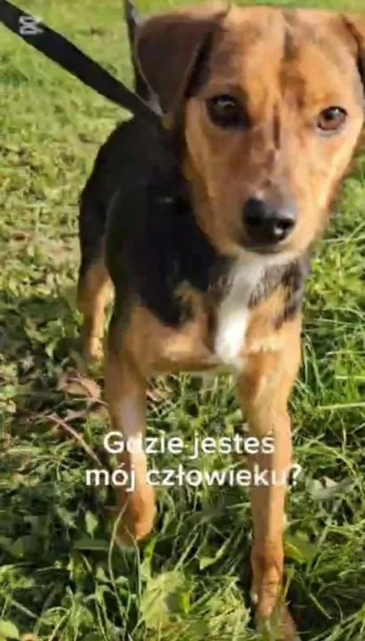 Młodziutki Żelek - radosny, wesoły, niekonfliktowy, , Warszawa