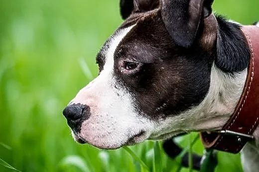 Jero - kumpel dla miłośnika rasy psów typu bull te