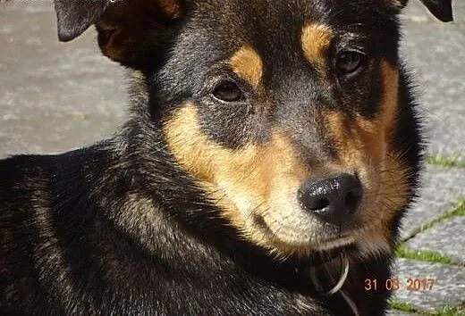 KOLA radosny psi podrostek bez kompleksów, ale zró