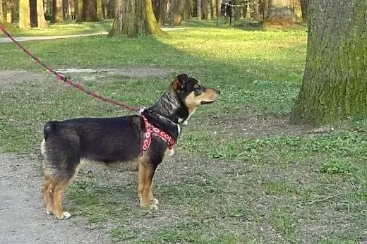 KOLA radosny psi podrostek bez kompleksów, ale zró