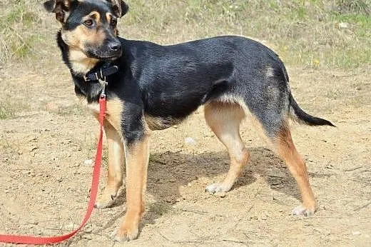 Arta cudowna,łagodna, młoda sunia do adopcji,  śląskie Katowice