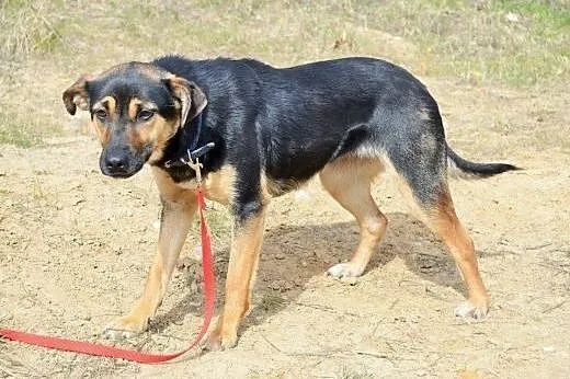 Arta cudowna,łagodna, młoda sunia do adopcji,  ślą