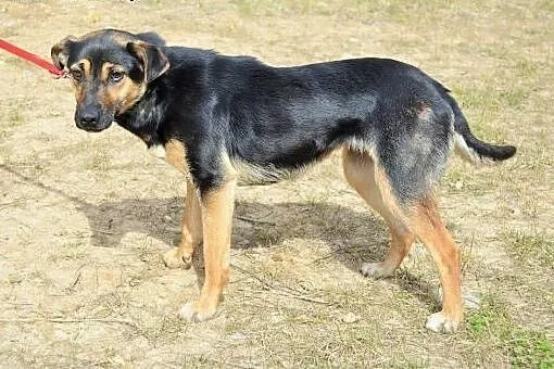 Arta cudowna,łagodna, młoda sunia do adopcji,  ślą