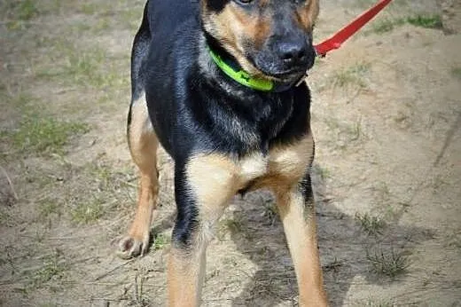 Arta cudowna,łagodna, młoda sunia do adopcji,  ślą