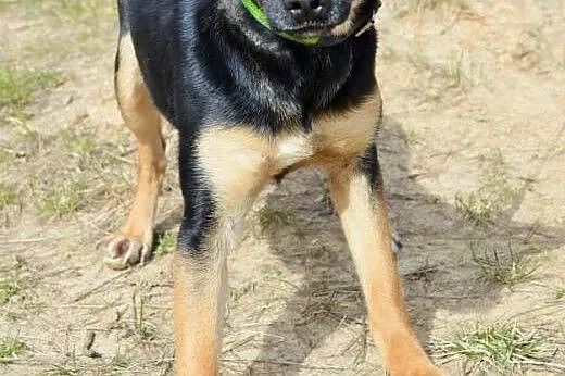 Arta cudowna,łagodna, młoda sunia do adopcji,  ślą