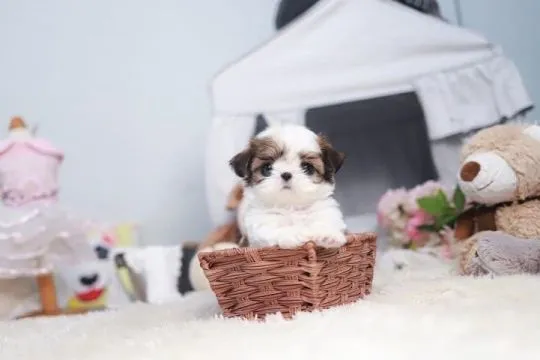 Piękne szczenięta Shih Tzu, pies i suczka, dostępne dla Ciebie i Twojej rodziny., , Łódź