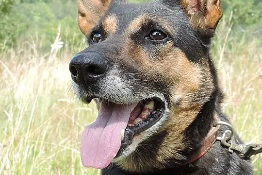 Cudowna BINA z nadzieją wypatruje nowego domu. Podaruj Jej go!
