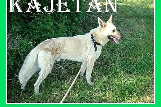 38 kg,owczarek mix,duży,mądry,przyjazny pies KAJETAN.Adopcja,  małopolskie Kraków