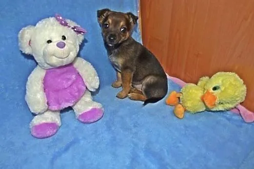 Mikropieski 2 miesieczne,dopcja!!,  świętokrzyskie