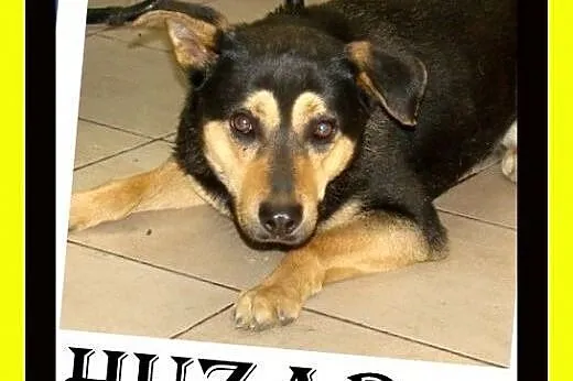 Średnio aktywny,kocha spacery,czujny,odważny,pies 