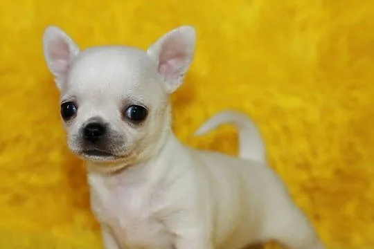 Chihuahua z prawdziwym rodowodem ZKwP FCI!