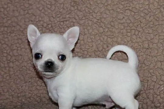 Chihuahua z prawdziwym rodowodem ZKwP FCI!, Zachodniopomorskie, Świnoujście