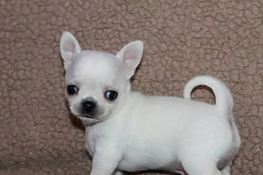 Chihuahua z prawdziwym rodowodem ZKwP FCI!, Zachodniopomorskie, Świnoujście