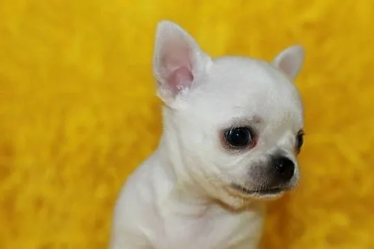 Chihuahua z prawdziwym rodowodem ZKwP FCI!, Zachodniopomorskie, Świnoujście