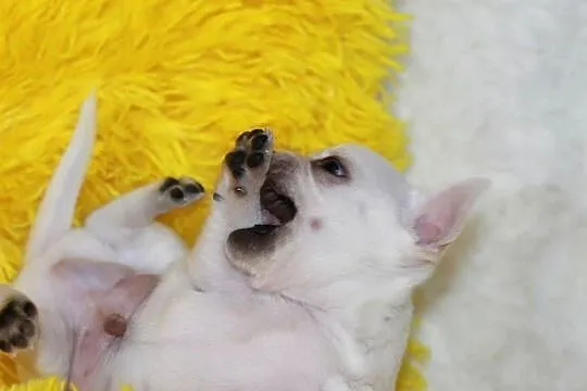 Chihuahua z prawdziwym rodowodem ZKwP FCI!, Zachodniopomorskie, Świnoujście