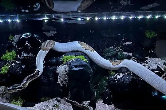 Terrarium wraz z regiusem, Pomorskie, Sopot