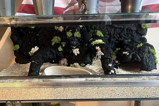 Terrarium wraz z regiusem, Pomorskie, Sopot