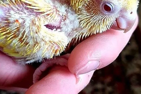 Mnicha nizinna mnichy nizinne do dalszego ręcznego karmienia łatwo się oswajają i można nauczyć je mówic, , Lubin