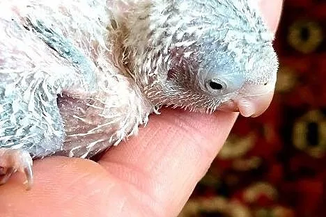 Mnicha nizinna mnichy nizinne do dalszego ręcznego karmienia łatwo się oswajają i można nauczyć je mówic, , Lubin