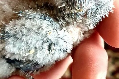Mnicha nizinna mnichy nizinne do dalszego ręcznego karmienia łatwo się oswajają i można nauczyć je mówic, , Lubin