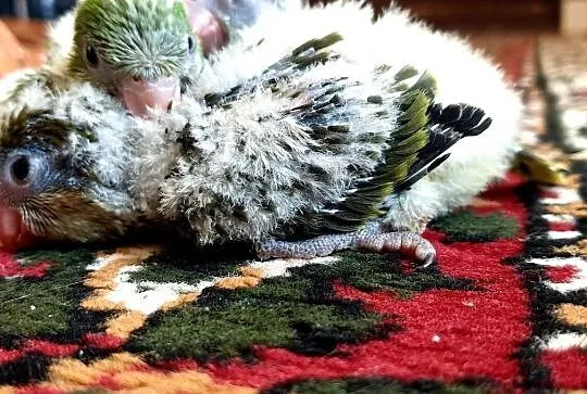 Mnicha nizinna mnichy nizinne do dalszego ręcznego karmienia łatwo się oswajają i można nauczyć je mówic, , Lubin