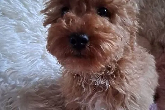 Suczka cockapoo F1B red mama cockapoo F1 tata pudel toy red