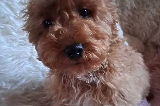 Suczka cockapoo F1B red mama cockapoo F1 tata pudel toy red, Świętokrzyskie, Busko-Zdrój