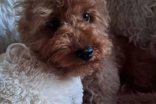Suczka cockapoo F1B red mama cockapoo F1 tata pudel toy red, Świętokrzyskie, Busko-Zdrój