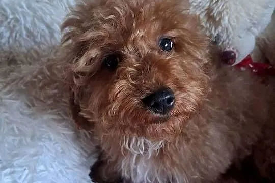 Suczka cockapoo F1B red mama cockapoo F1 tata pudel toy red, Świętokrzyskie, Busko-Zdrój