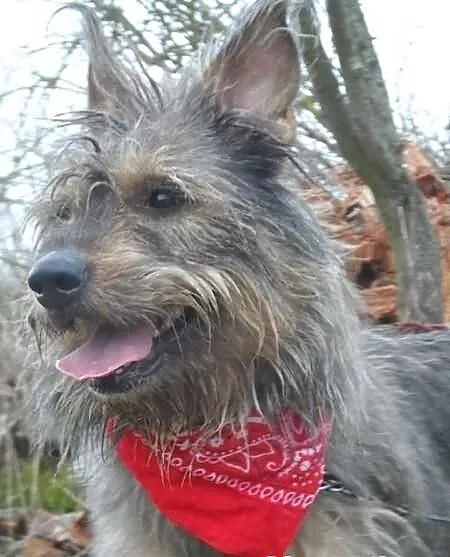 Diana młoda szorstkowłosa sunia ADOPCJA ŁTOnZ