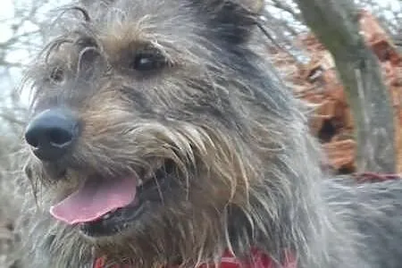 Diana młoda szorstkowłosa sunia ADOPCJA ŁTOnZ
