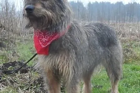 Diana młoda szorstkowłosa sunia ADOPCJA ŁTOnZ