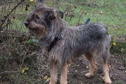 Diana młoda szorstkowłosa sunia ADOPCJA ŁTOnZ