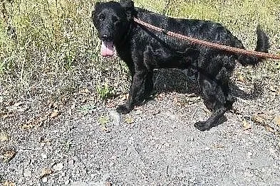 Malutki Teoś szuka domu, Śląskie, Bytom