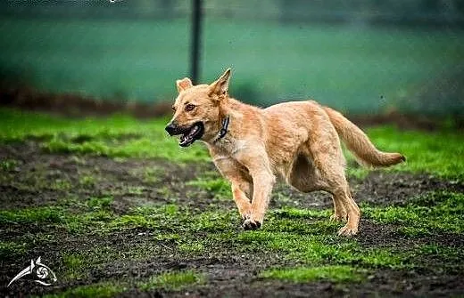 LORI- radosna piesia poleca się do adopcji!, doln