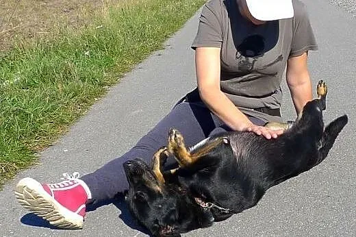 **Perełka - Śmieszka - pozytywna, radosna sunia, z