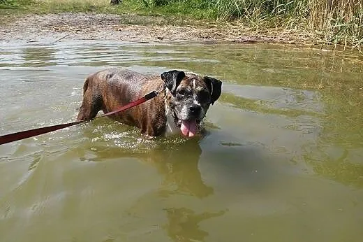 Roki ok 8-10 letni w typie amstaffa (przytulisko w