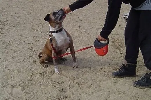 Roki ok 8-10 letni w typie amstaffa (przytulisko w