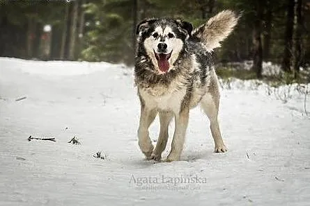 Aron - pełen optymizmu psiak w typie husky do adopcji,  kujawsko-pomorskie Toruń