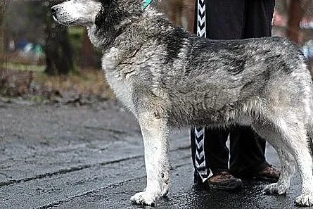 Aron - pełen optymizmu psiak w typie husky do adop