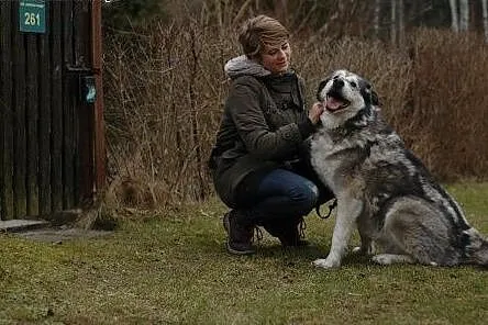 Aron - pełen optymizmu psiak w typie husky do adop