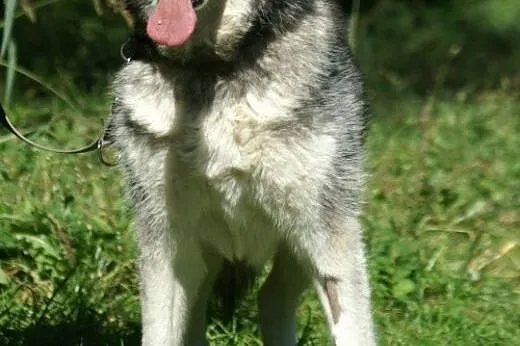 Aron - pełen optymizmu psiak w typie husky do adop