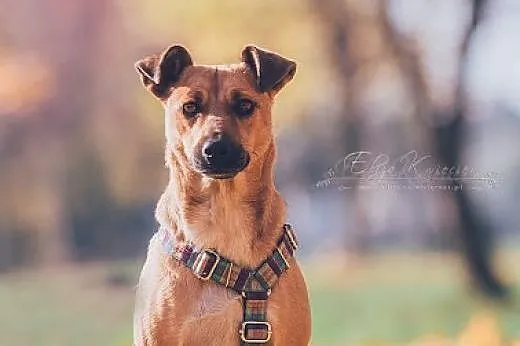 FORSA - 12 kg MIŁOŚCI do świata   UROCZA sunia    