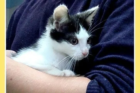 10 tygodniowe kocięta,różne umaszczenie,kocurki i kociczki_Adopcja