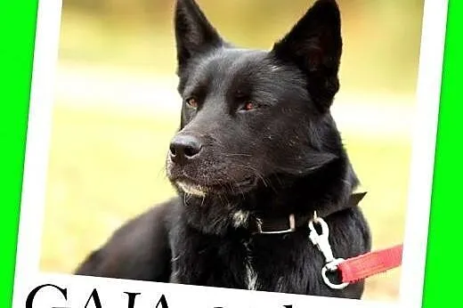 24 kg,mądra,łagodna,zrównoważona,spokojna suczka GAJA.Adopcja,  małopolskie Kraków