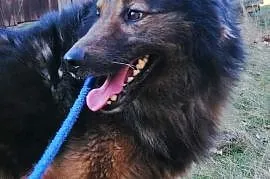 Bruno, przepiękny pies w typie owczarka szuka domu