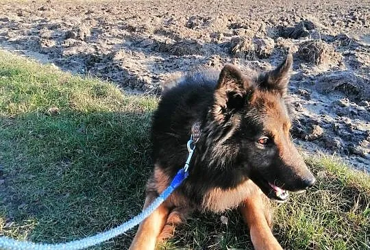 Bruno, przepiękny pies w typie owczarka szuka domu